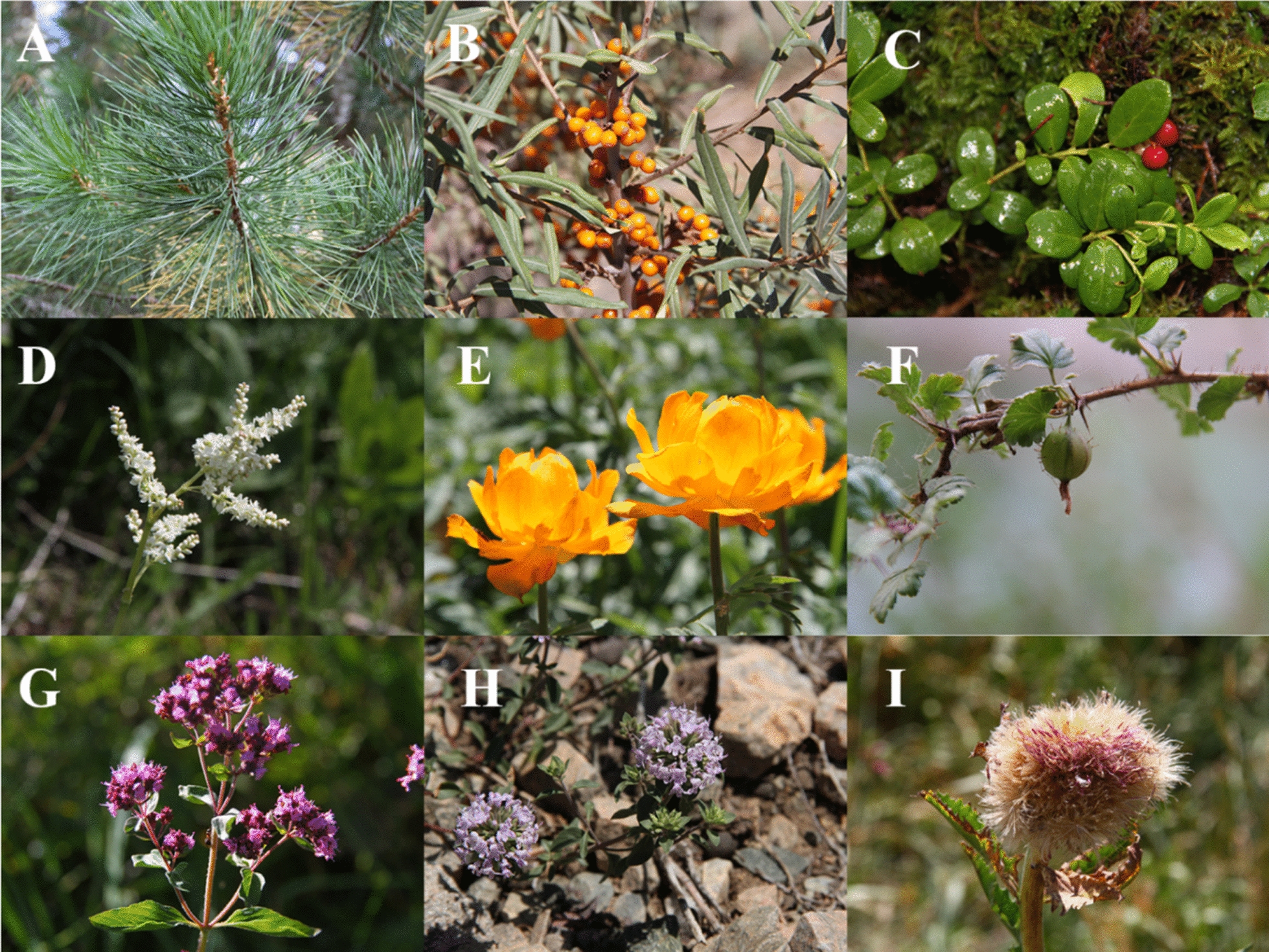 An ethnobotanical study on medicinal food plants used by the Kazakh people in Altay, Xinjiang, China.