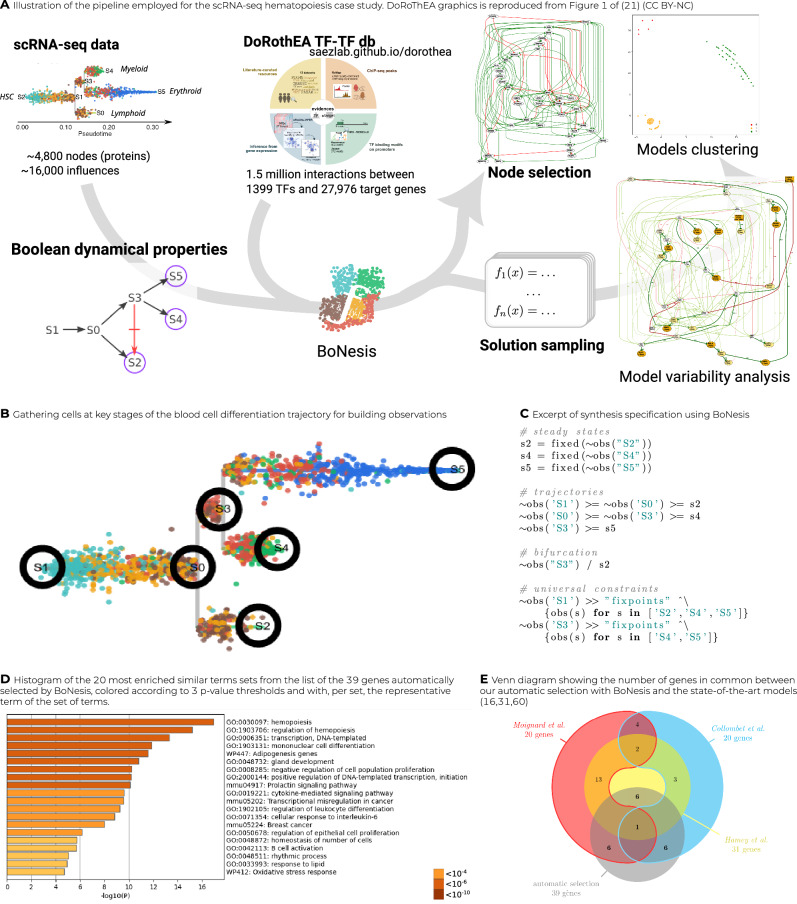 Data-driven inference of Boolean networks from transcriptomes to predict cellular differentiation and reprogramming.