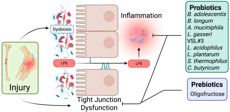 Emerging Roles of the Gut Microbiome in Musculoskeletal Injury and Repair.