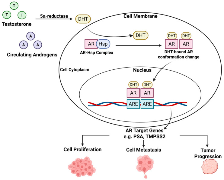 Natural Products Targeting the Androgen Receptor Signaling Pathway: Therapeutic Potential and Mechanisms.