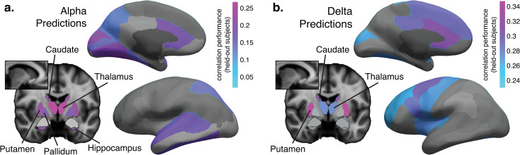 Brainwide hemodynamics predict EEG neural rhythms across sleep and wakefulness in humans.