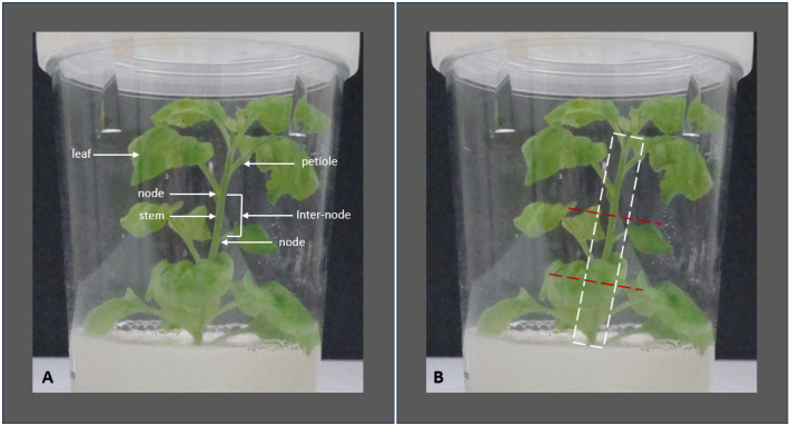 Practical Guide to In Vitro Clonal Propagation of <i>Nicotiana benthamiana</i> Using Axillary Shoot Induction.