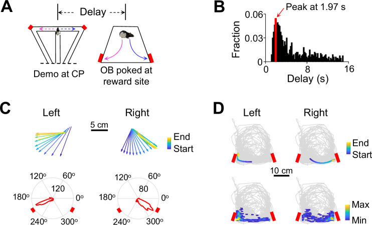 Observational activation of anterior cingulate cortical neurons coordinates hippocampal replay in social learning.