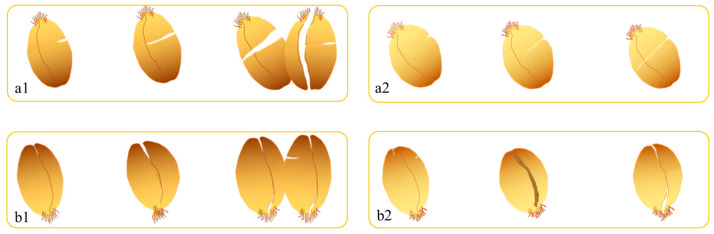 Fracture Behavior and Mechanisms of Wheat Kernels Under Mechanical Loading.