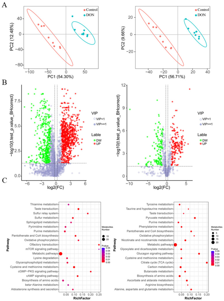 Integrative Analysis of Metabolome and Transcriptome Identifies the Role of γ-Glutamylcysteine in Mitigating Deoxynivalenol-Induced Toxicity.