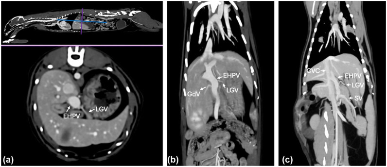 Anatomical variations in the tributaries of the normal feline extrahepatic portal system: evaluation with CT angiography.