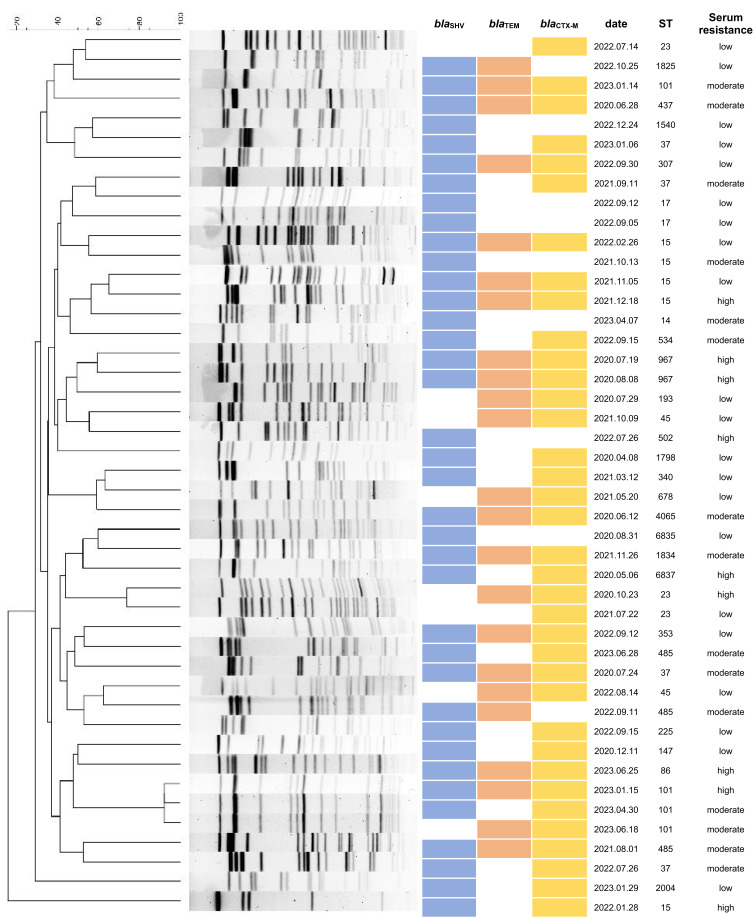 Extended-Spectrum β-Lactamase-Producing <i>Klebsiella pneumoniae</i> in Southwest China: Molecular Characteristics and Risk Factors of Bloodstream Infections.