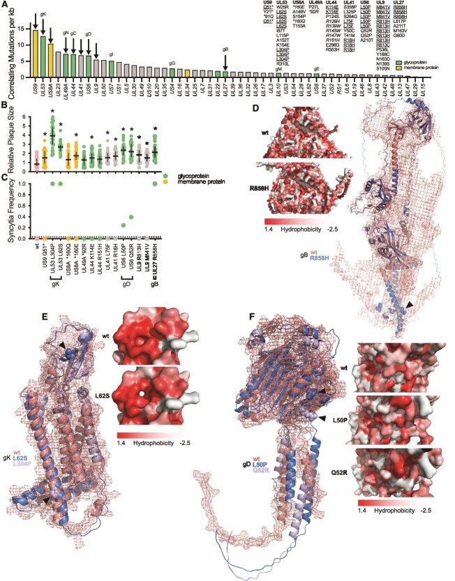 Rapid glycoprotein evolution enables variant interactions in herpes simplex virus type 1.