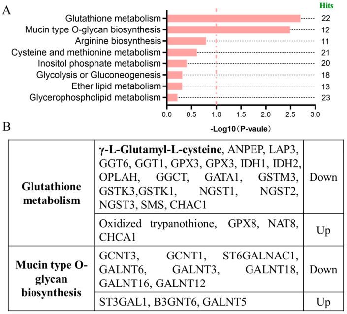 Integrative Analysis of Metabolome and Transcriptome Identifies the Role of γ-Glutamylcysteine in Mitigating Deoxynivalenol-Induced Toxicity.