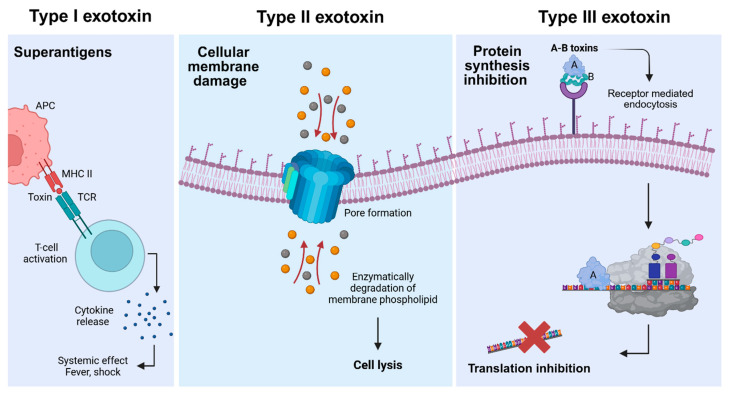 Bacterial Protein Toxins as Anticancer Agents: Clinical Potential of <i>Pseudomonas</i> and Anthrax Toxins.