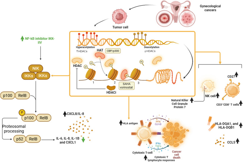 Epigenetic regulation in gynecological cancers: a paradigm shift in immunotherapy strategies.