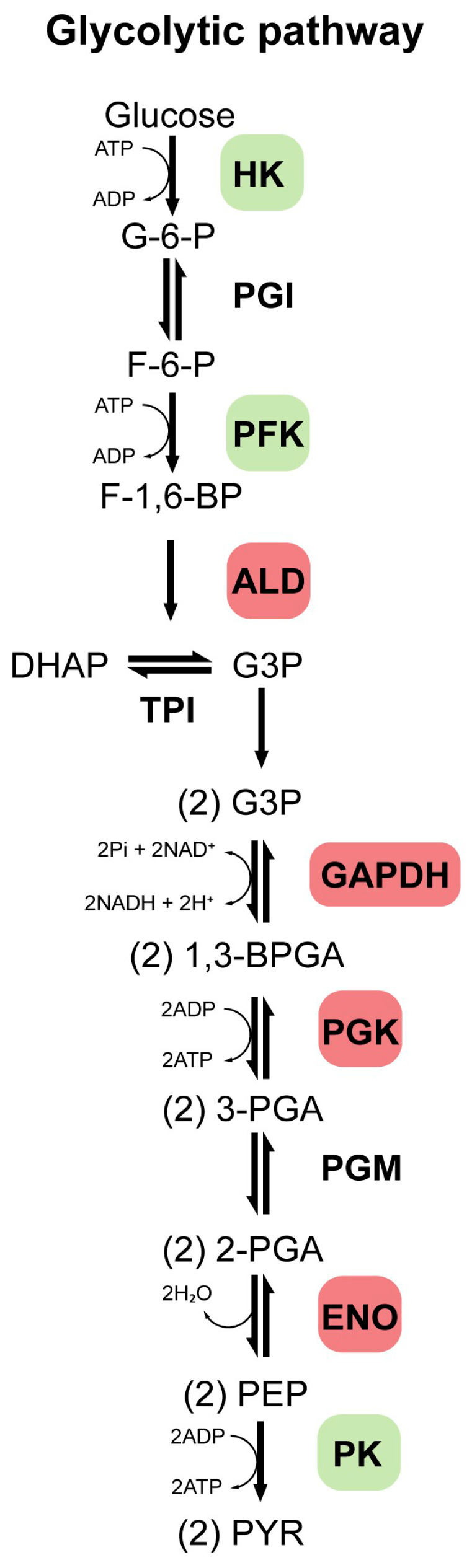 Dysregulated Expression of Canonical and Non-Canonical Glycolytic Enzyme Isoforms in Peripheral Blood from Subjects with Alcohol Use Disorder and from Individuals with Acute Alcohol Consumption.