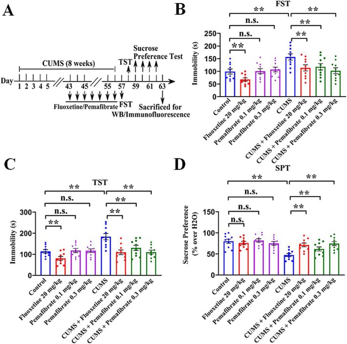 Pemafibrate treatment produces antidepressant-like effects in CUMS and CRS models through activation of hippocampal PPARα and BDNF signaling.