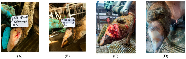 Review of White Line Disorders in Zone 3 and Toe Tip Necrosis in Dairy Cows and Recent Insights into Aetiopathogenesis and Treatments.