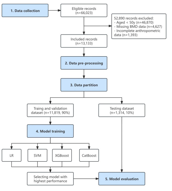 Interpretable machine learning model for low bone density screening in older adults using demographic and anthropometric data: findings from 2005 to 2020 NHANES.