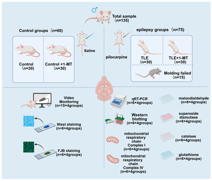 IDO Activation Affects BDNF/TrkB Signaling Pathway, Oxidative Stress, and Mitochondrial Enzymatic Activities in Temporal Lobe Epilepsy.