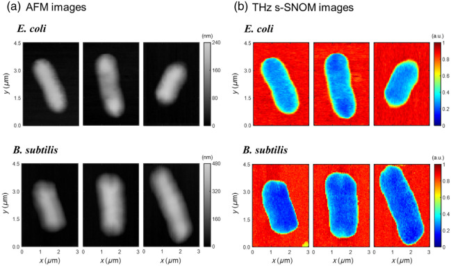 Quantitative imaging of individual bacterial cells: <i>E. coli</i> and <i>B. subtilis</i> via terahertz scattering-type scanning near-field optical microscopy.