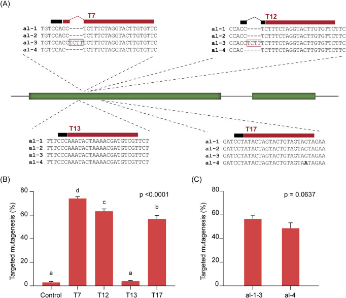 Single-stranded DNA (ssDNA) donor repair templates and CRISPR/Cas9 enable a high-frequency of targeted insertions in potato.