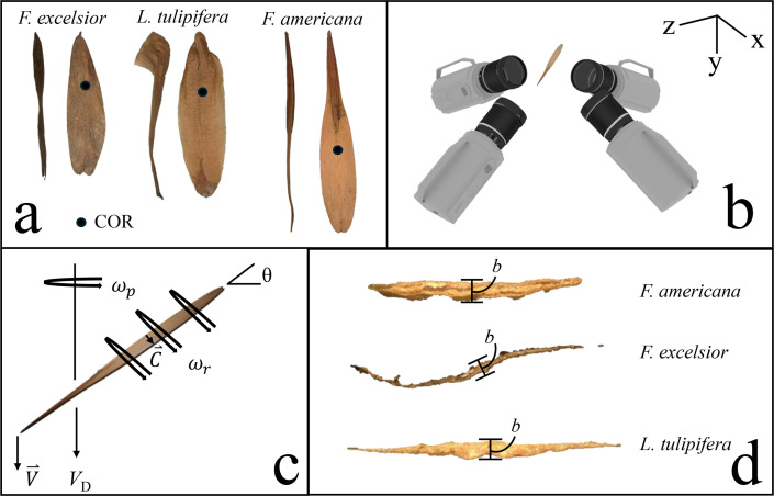 Precession dynamics and morphology of rolling samaras.