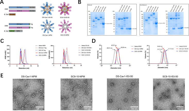 Nanoparticle vaccine based on the pre-fusion F glycoprotein of respiratory syncytial virus elicits robust protective immune responses.
