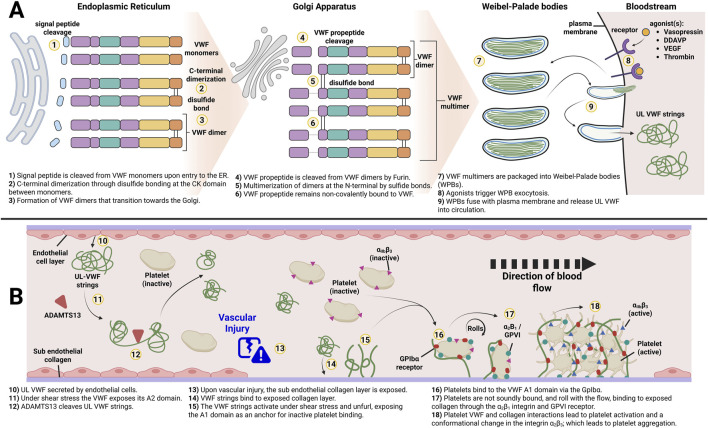 Rewriting the script: gene therapy and genome editing for von Willebrand Disease.