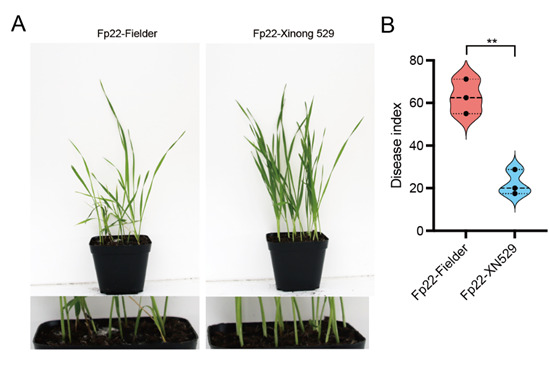 A Method to Inoculate Millet Grain-Colonized <i>Fusarium pseudograminearum</i> on Wheat to Obtain Reproducible Disease Symptoms.
