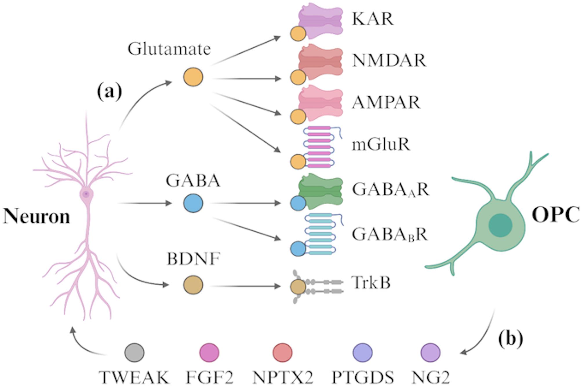 Current states in understanding oligodendroglia-mediated neurological issues in neurofibromatosis type 1 (NF1).