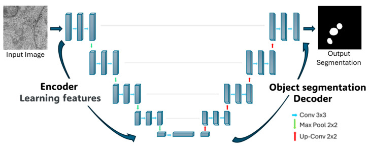 Deep Learning-Based Automatic Segmentation and Analysis of Mitochondrial Damage by Zika Virus and SARS-CoV-2.