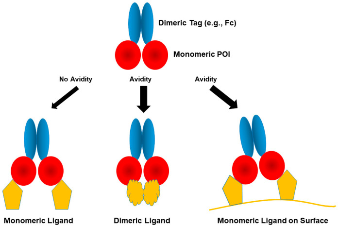 Beyond Purification: Evolving Roles of Fusion Tags in Biotechnology.