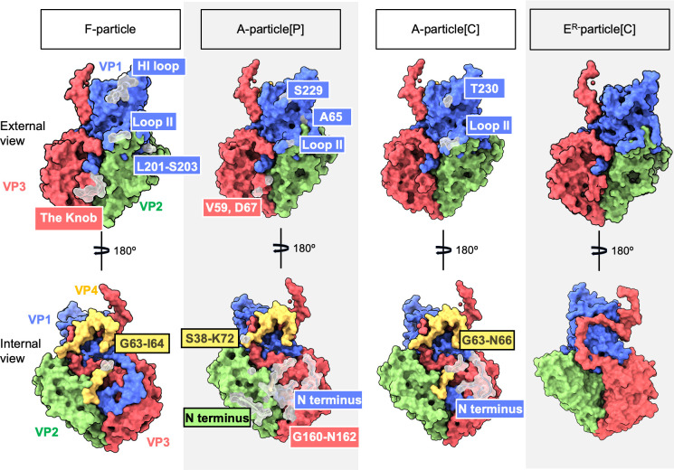 Cryo-EM structure of the Seneca Valley virus A-particle and related structural states.