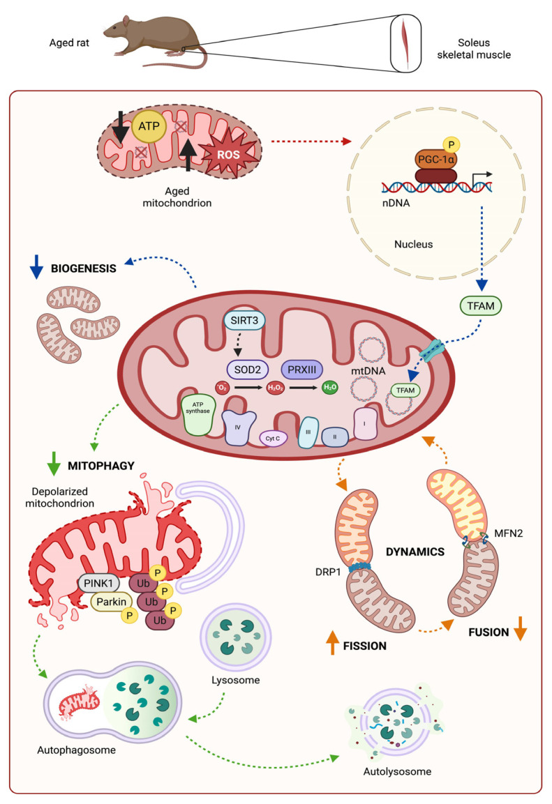 Recovery of SIRT3-SOD2 Axis and Mitophagy by Short-Term Calorie Restriction in Old Rat Soleus Skeletal Muscle.