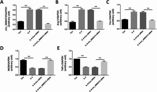 Identification of aberrantly expressed circular RNAs in choroidal neovascularization in mice.