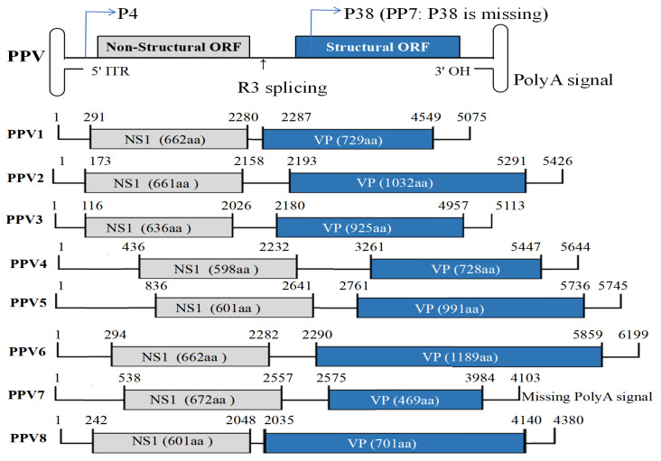 Porcine Parvovirus in China: Recent Advances, Epidemiology, and Vaccine Strategies.