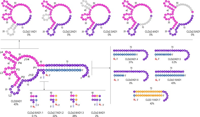 Click DNA ligation with deoxyribozyme.