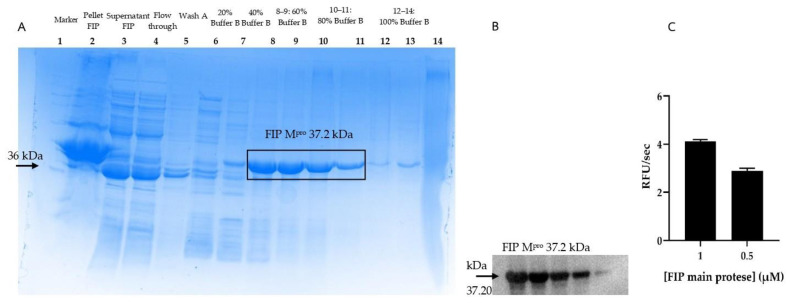 Evaluation of the Dual Antiviral and Immunomodulatory Effects of <i>Phallus indusiatus</i> in a Feline Infectious Peritonitis Model Using PBMCs.