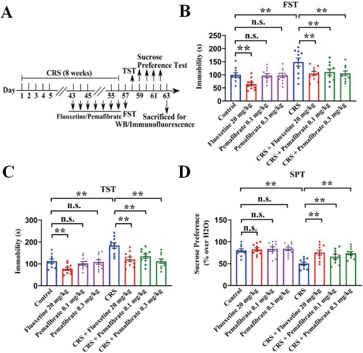 Pemafibrate treatment produces antidepressant-like effects in CUMS and CRS models through activation of hippocampal PPARα and BDNF signaling.