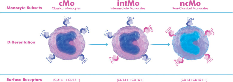 Targeting monocyte heterogeneity in aortic aneurysms: immunomodulatory strategies and therapeutic opportunities.