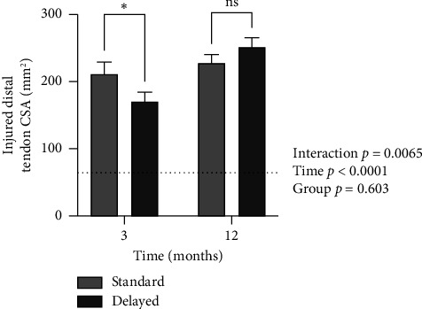 Morphological Changes One Year After Achilles Tendon Rupture Repair: A Comparison of Loading Strategies.