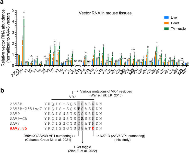 A single amino acid variant in the variable region I of AAV capsid confers liver detargeting.