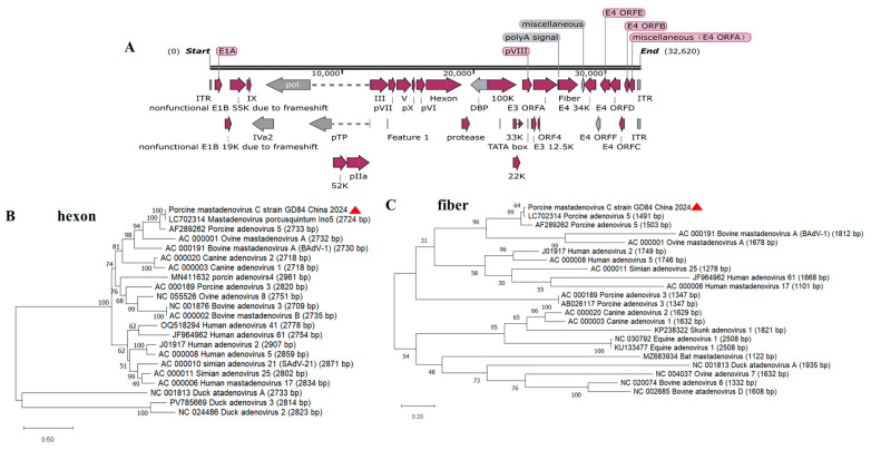 Isolation of Porcine Adenovirus Serotype 5 and Construction of Recombinant Virus as a Vector Platform for Vaccine Development.