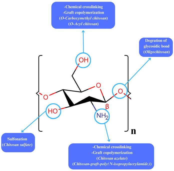 Chitosan-Based Nanogels in Modern Drug Delivery: Focus on Protein and Gene Applications.