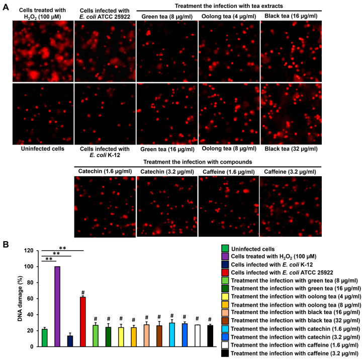 Antimicrobial and Cytoprotective Effects of Tea Extracts Against <i>Escherichia coli</i>-Producing Colibactin Toxin Infections.