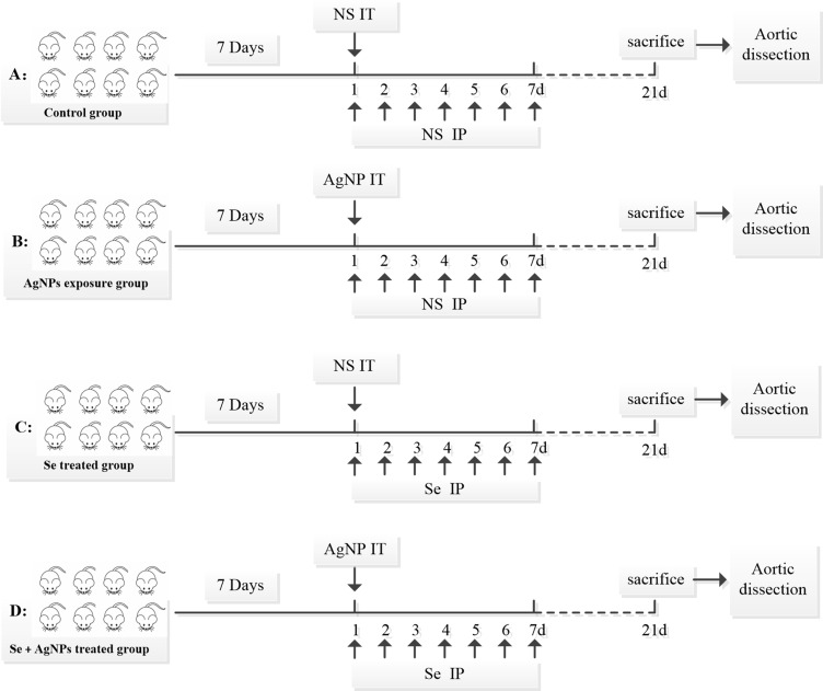Intratracheal Instillation of Silver Nanoparticles to Rats Induces Mitochondrial Fission and Aortic Damage: Protective Effect of Sodium Selenite.