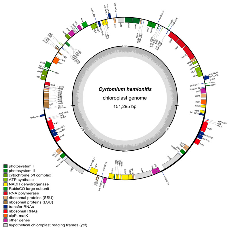 The First Complete Chloroplast Genome Sequence of the <i>Cyrtomium hemionitis</i> Fern.