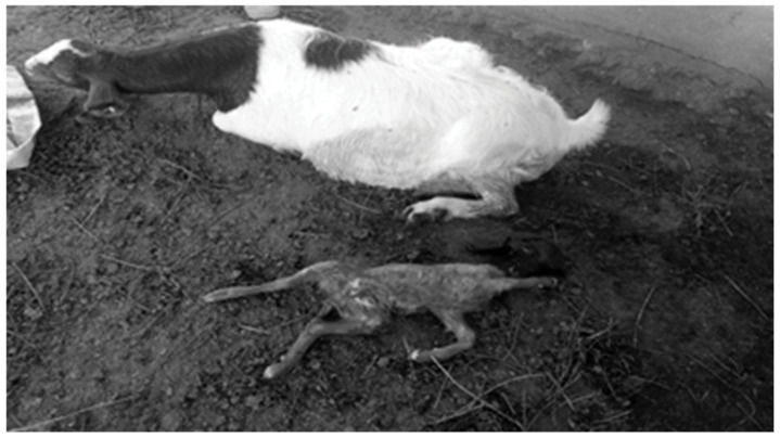 Genomic Variants, Transcriptomic Profile, Ultrasonographic Findings, and Antioxidant and Immunological Biomarkers Linked to Pregnancy Toxemia Susceptibility in Goats.
