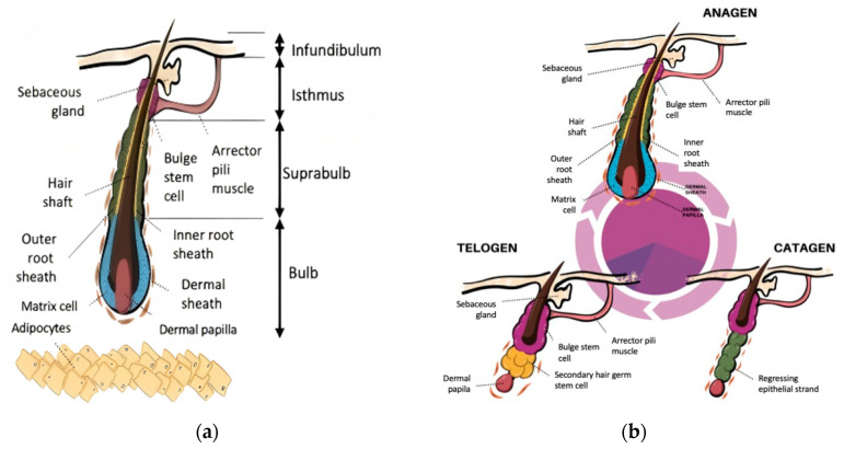 Novel Strategies for Androgenetic Alopecia Therapy: Integrating Multifunctional Plant Extracts with Nanotechnology for Advanced Cutaneous Drug Delivery.
