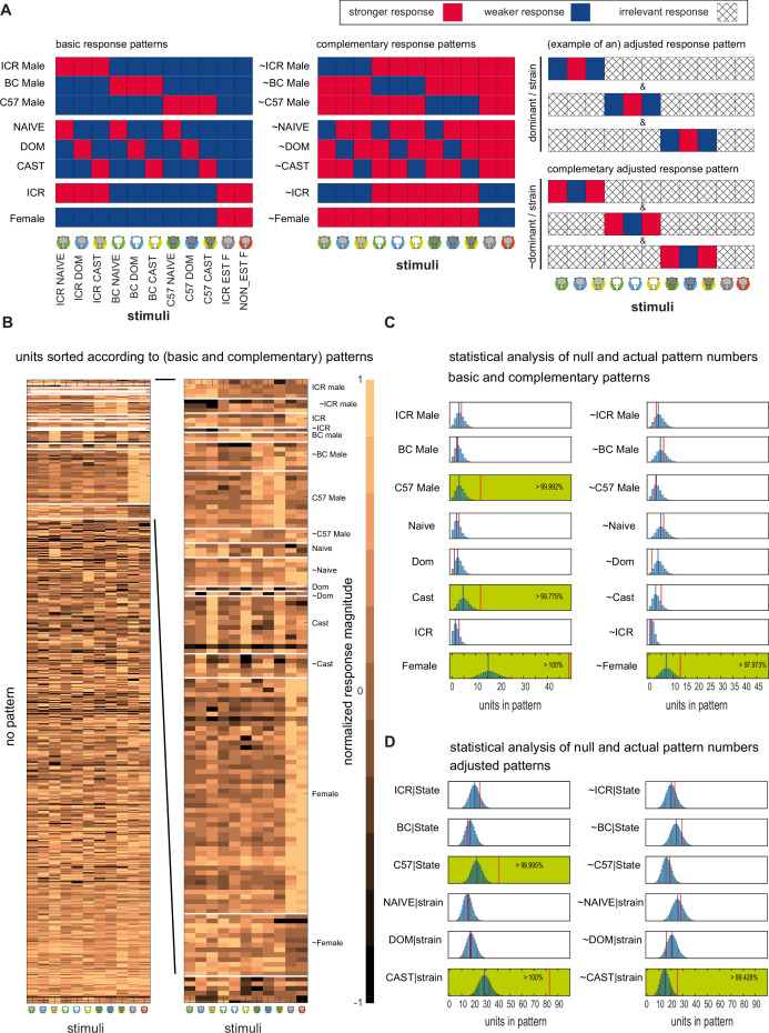 Representation of male features in the female mouse accessory olfactory bulb, and their stability during the estrus cycle.