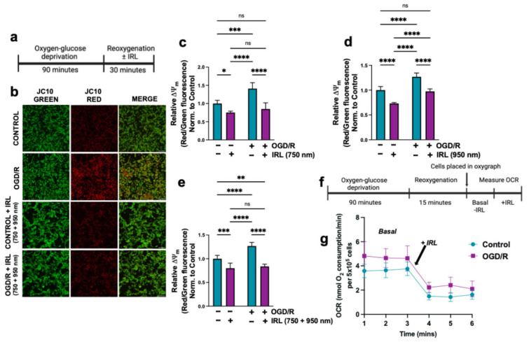 Inhibitory Infrared Light Attenuates Mitochondrial Hyperactivity and Accelerates Restoration of Mitochondrial Homeostasis in an Oxygen-Glucose Deprivation/Reoxygenation Model.