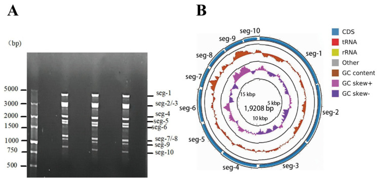 Genomic Characteristics of a Novel Recombinant Bluetongue Virus Serotype 1 in Yunnan, China.