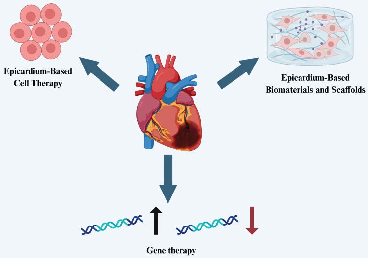 The Application of Epicardium in Heart Failure Treatment: Opportunities and Challenges.
